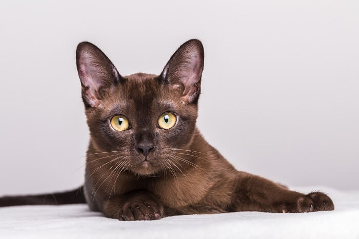 Élégant chat birman affichant sa présence captivante.