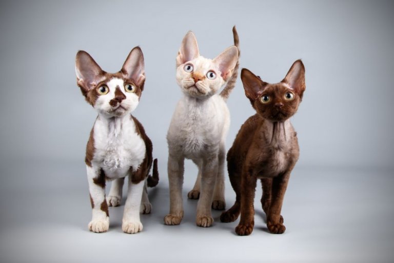 About the Devon Rex Chat