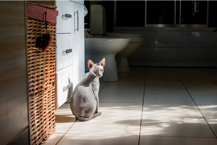 Alternatives à la Néosporine pour les chats