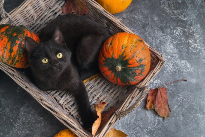 Une image illustrative mettant en évidence les bienfaits de la citrouille pour les chats.