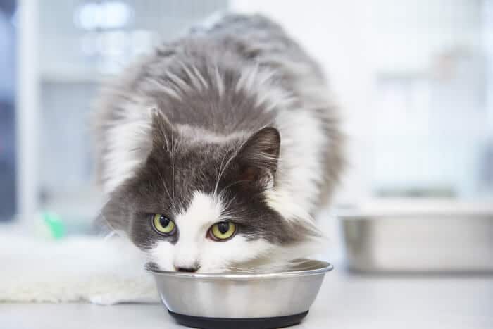 Nourriture pour chat au poulet cuit et au riz