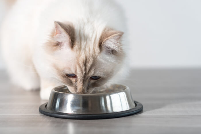 Inconvénients de la consommation de citrouille pour les chats