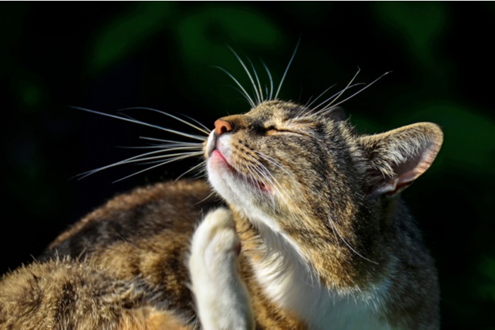 chat qui se gratte à cause d'allergies