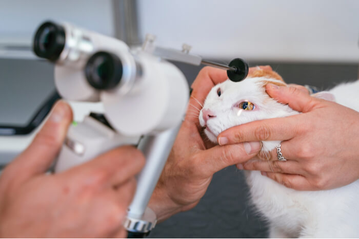 Détecter la cataracte chez le chat