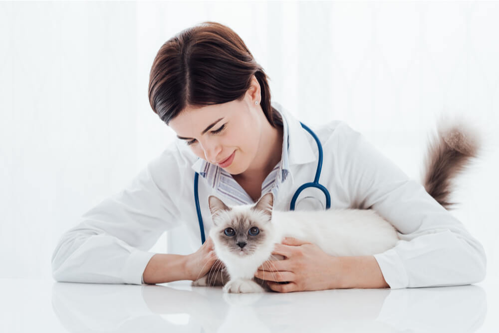 chat blanc et un vétérinaire