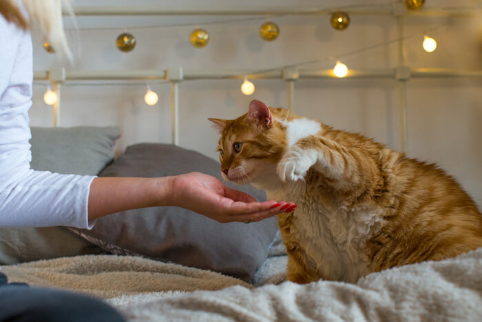 Effets de l’obésité sur la santé des chats