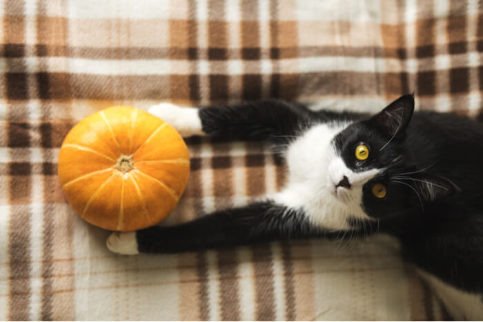 La citrouille est-elle bonne pour les chats ?