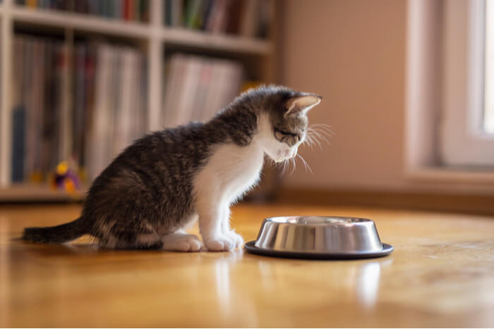 L'image présente un adorable chaton près d'un bol de nourriture avec un motif de citrouille, faisant peut-être allusion à un contexte saisonnier ou festif.