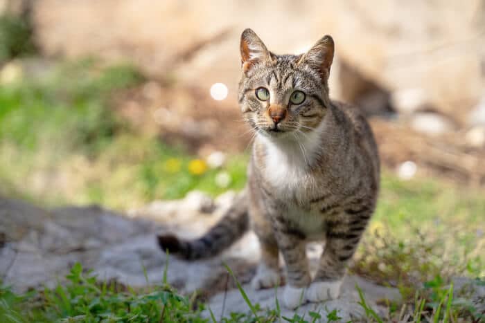 Chat qui louche