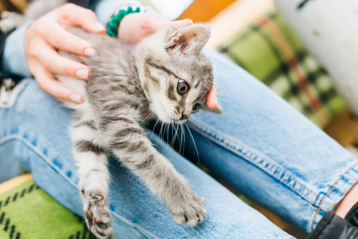 Une image illustrant le sujet de l’intervention auprès d’un chat qui vomit du sang.