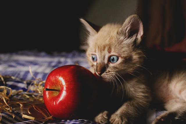 Chaton avec une pomme