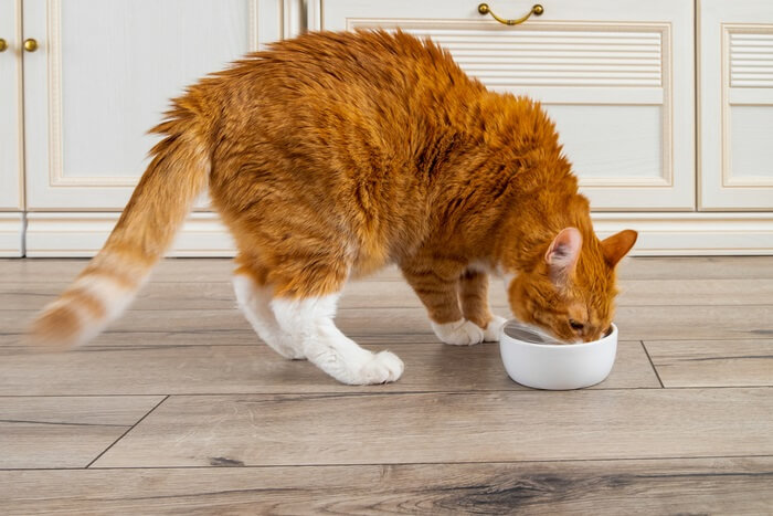 Un chat savoure un repas dans son bol