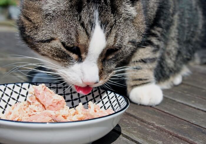 Photo d'un chat savourant avec enthousiasme un repas de poulet haché, présentant une option potentielle de régime alimentaire fait maison sous une supervision et une considération appropriées.