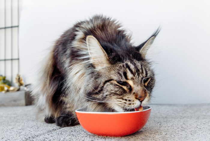 Quelle quantité de nourriture donner à un chat pour perdre du poids