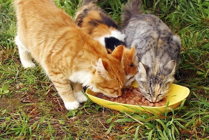 Des chats mangent de la nourriture pour chats faite maison