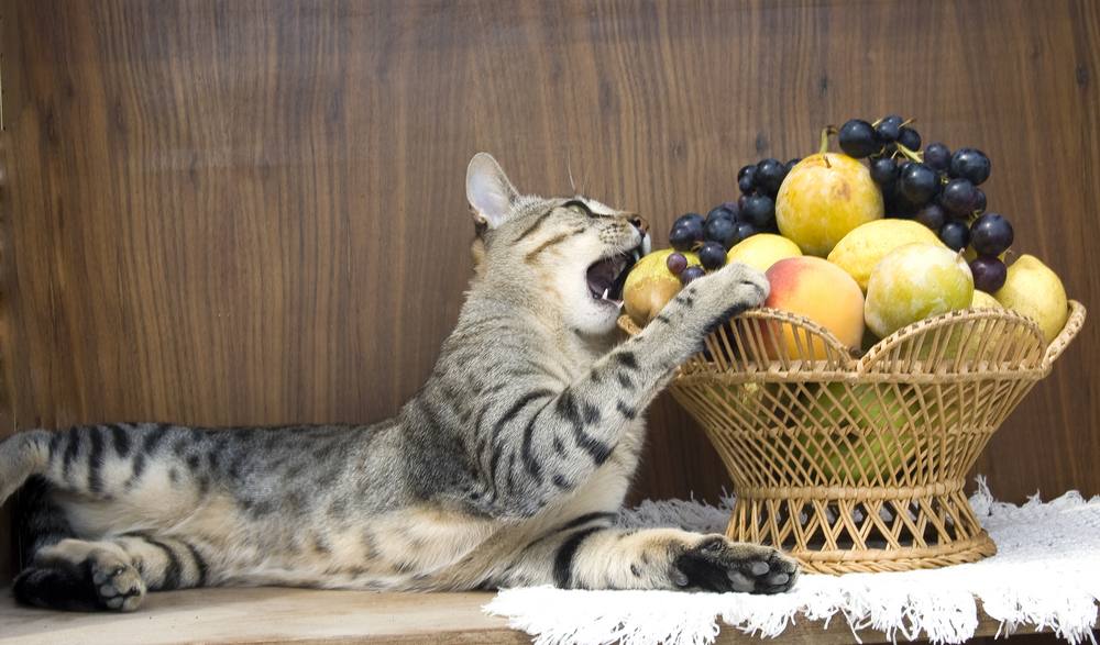 le chat mange les fruits dans le panier