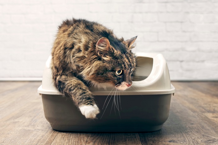 Représentation visuelle d'un chat sortant d'un bac à litière après avoir terminé son activité de toilette.