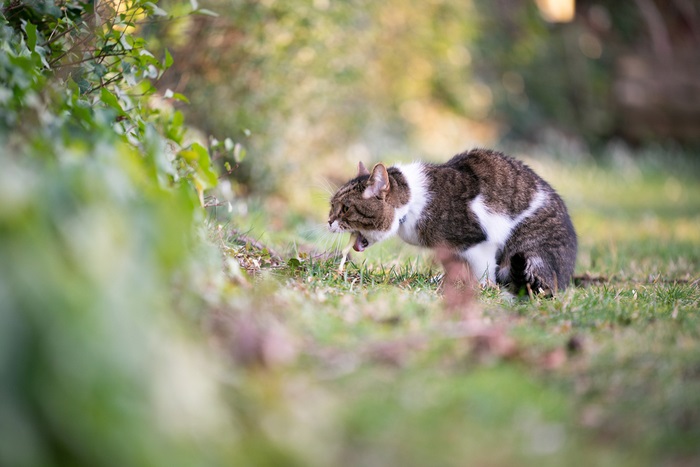 Traitement pour les chats qui vomissent du sang