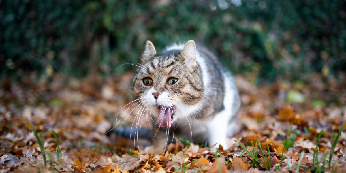 Une image d'un chat à côté d'un tas de vomi de sang.