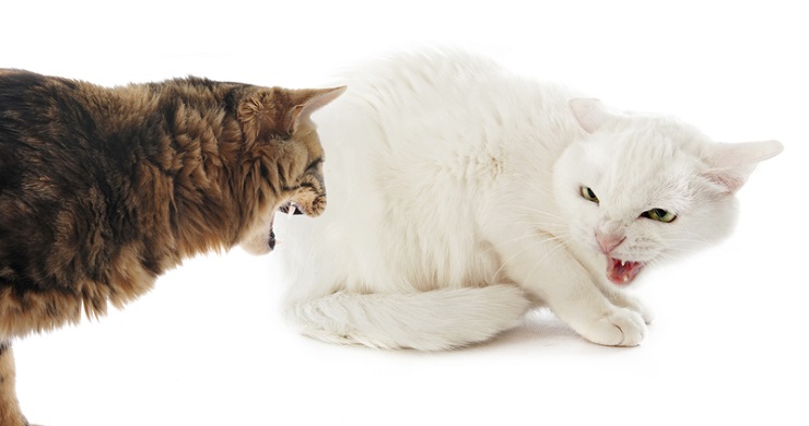 Une image expressive capturant un chat en train de bavarder.