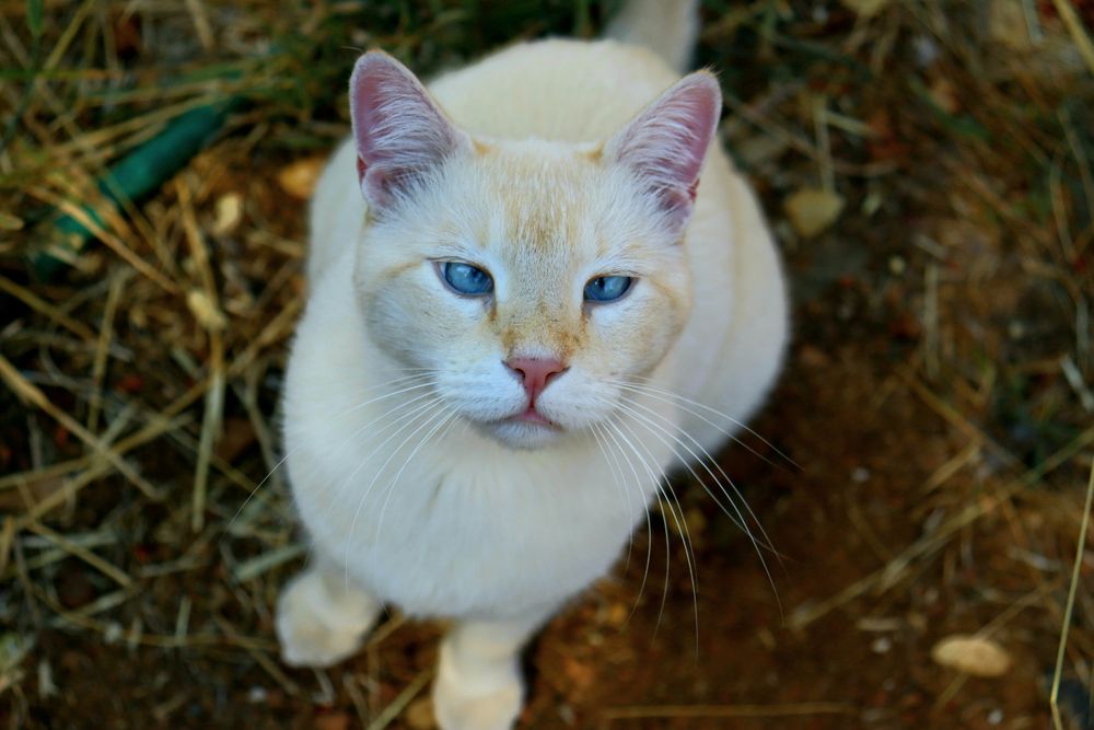 chat aux yeux croisés