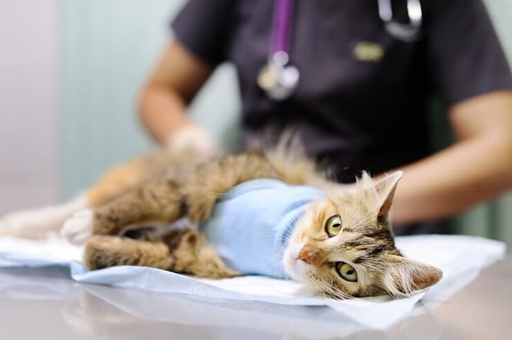 Chat malade se reposant paisiblement, avec un comportement calme et les yeux fermés, montrant des signes de maladie ou d'inconfort tout en recherchant du réconfort et de la guérison.