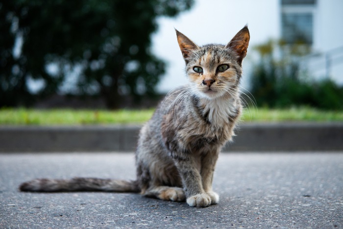 Un chat maigre et sous-alimenté avec des côtes visibles et une apparence fragile, indiquant une possible malnutrition ou des problèmes de santé.