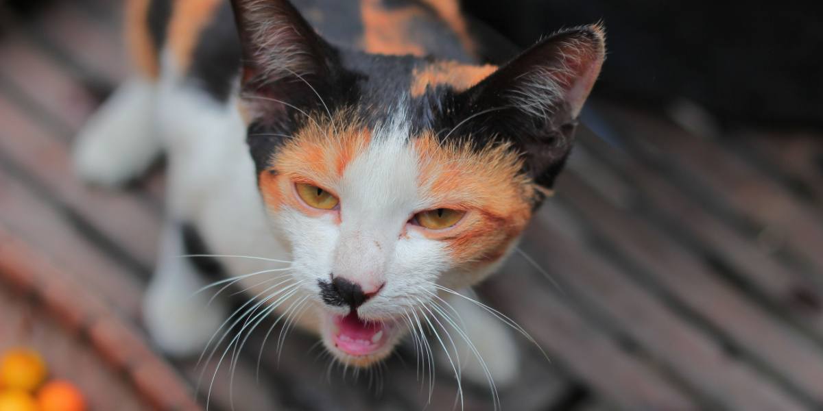 Un chat doit vomir après avoir mangé de l'herbe