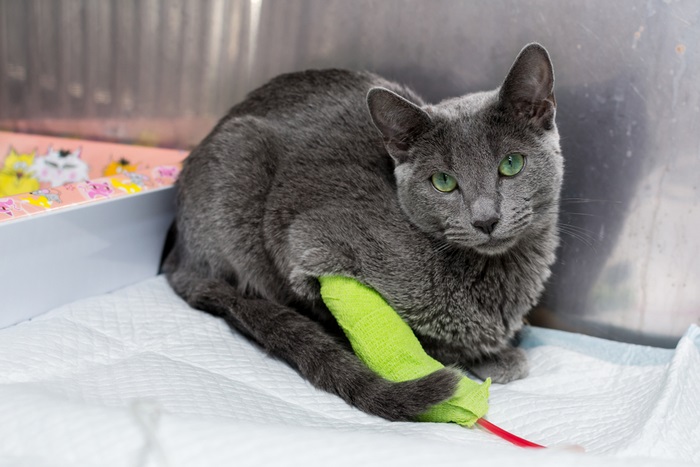 Un chat gris est assis sur un lit avec un jouet vert.