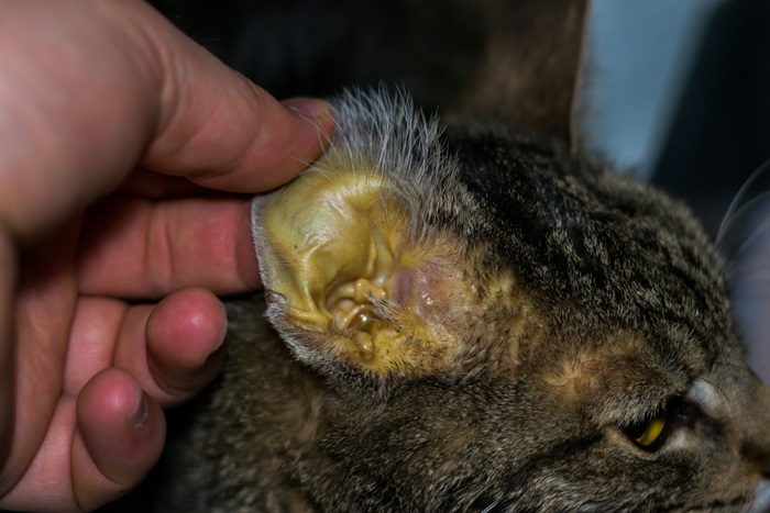 L'oreille d'un chat est touchée par une personne.