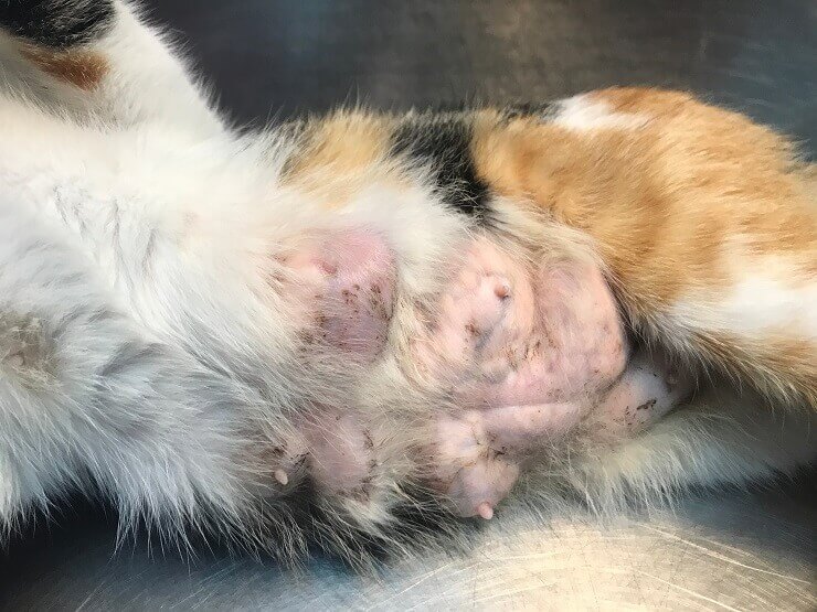 Une image abordant la présence du cancer du sein chez les chats