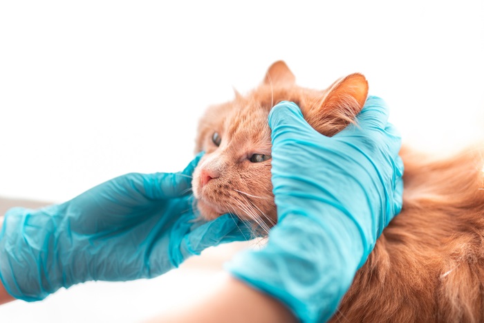 Un chat orange examiné par une personne portant des gants bleus.