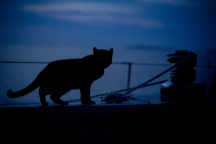 Chat actif au crépuscule