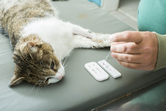 Une image montrant un vétérinaire effectuant un test sanguin sur un chat