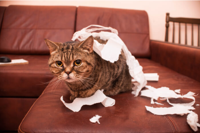 Exemple de chat destructeur à cause de l'ennui