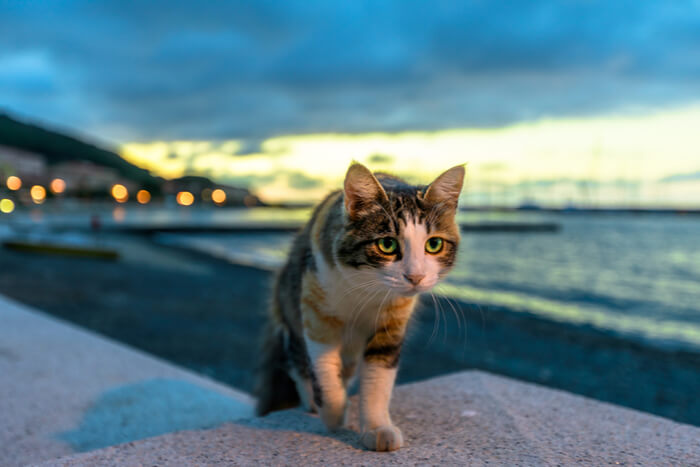 Chat qui se promène le soir