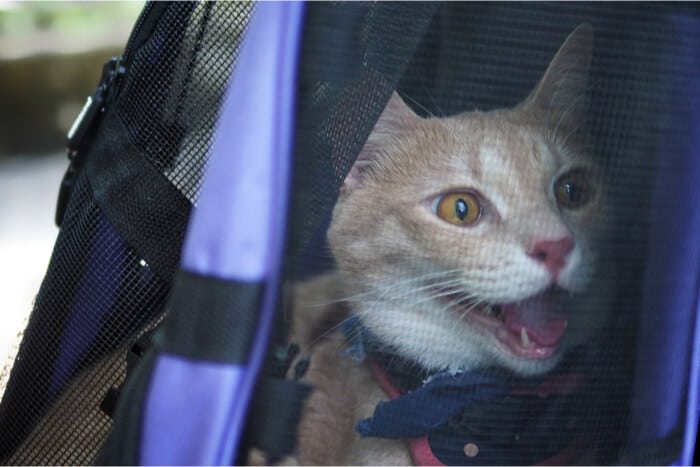 Chat haletant dans un sac de transport