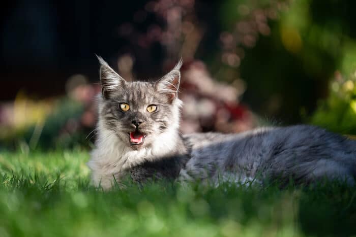 Halètement du Maine Coon