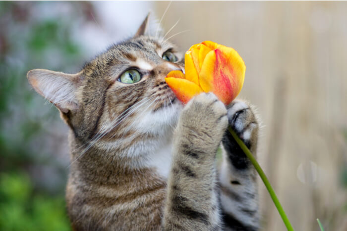 Chat qui sent une fleur