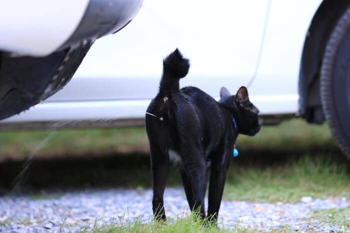 Chat qui pulvérise