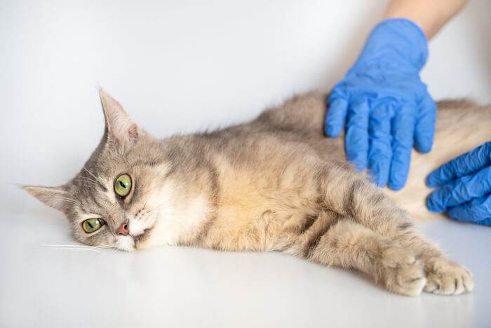 Une personne gantée palpe l'abdomen d'un chat