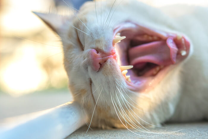 Représentation visuelle d'un chat ayant mauvaise haleine, soulignant l'importance des soins dentaires et des contrôles réguliers pour traiter les problèmes potentiels de santé bucco-dentaire qui peuvent affecter le bien-être général d'un chat.