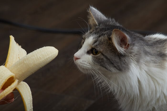 Chat observant curieusement une banane