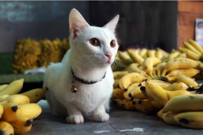 Inconvénients de nourrir les chats avec des bananes