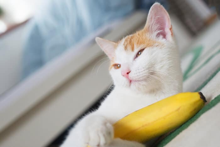 bienfaits de la banane pour les chats