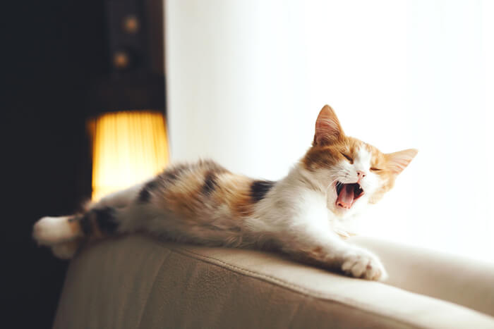 Image captivante d'un chat bâillant tout en se prélassant sur un canapé, capturant un moment candide qui met en valeur la relaxation féline et l'expression adorable d'un large bâillement.