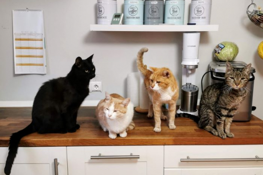 5 conseils simples pour éloigner les chats des comptoirs.
