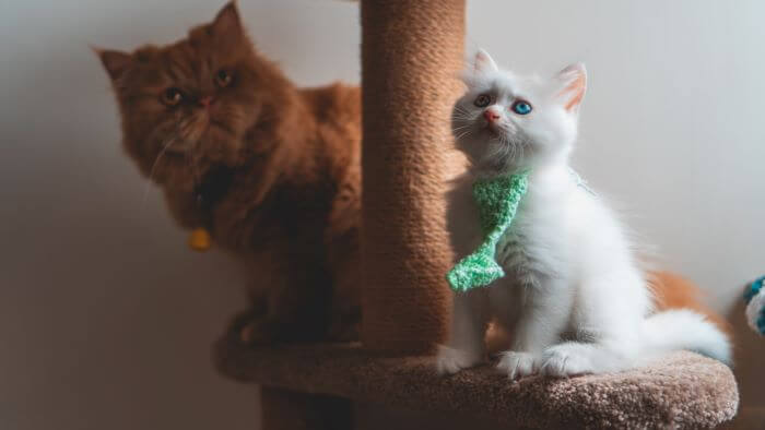 Des chats sur un arbre à chat avec griffoir