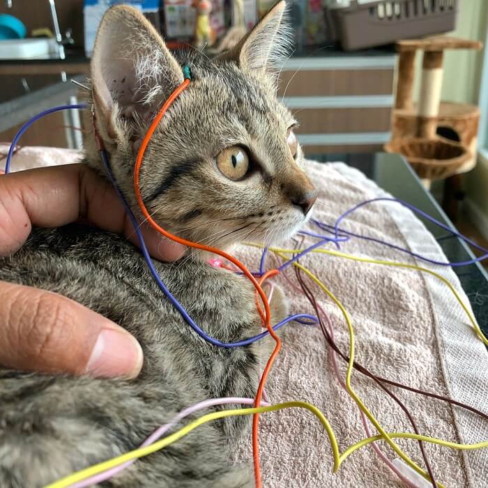 Chat recevant de l'électro-acupuncture