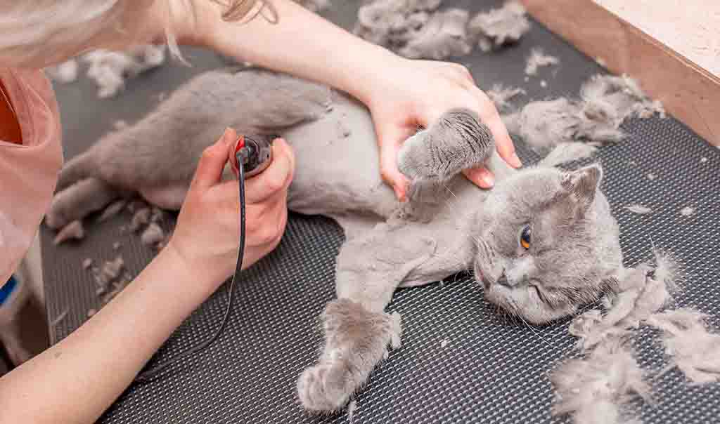 toiletteur rasant un chat